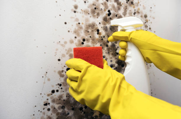 Professional Mold Remediation in Mukilteo, WA