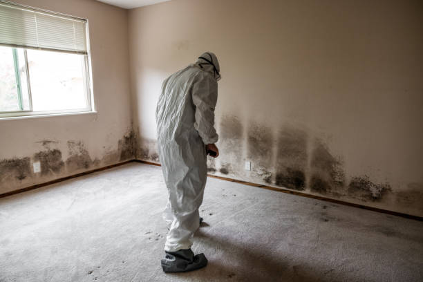 Best White Mold Remediation in Mukilteo, WA