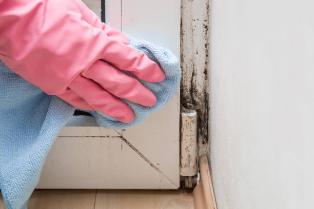 Best Attic Mold Remediation in Mukilteo, WA